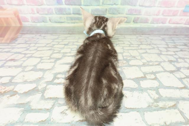 北海道のアメリカンショートヘアー (Coo&RIKU釧路店/2025年11月19日生まれ/男の子/シルバークラシックタビー)の子猫の4枚目の画像