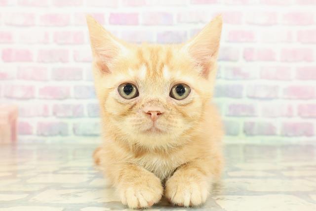 北海道のアメリカンショートヘアー (Coo&RIKU岩見沢店/2025年11月19日生まれ/男の子/レッドクラシックタビー)の子猫の1枚目の画像