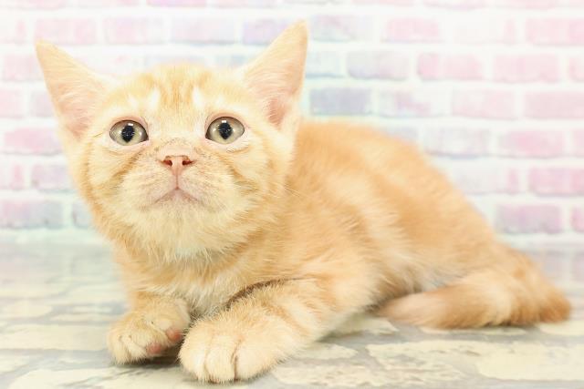 北海道のアメリカンショートヘアー (Coo&RIKU岩見沢店/2025年11月19日生まれ/男の子/レッドクラシックタビー)の子猫の2枚目の画像