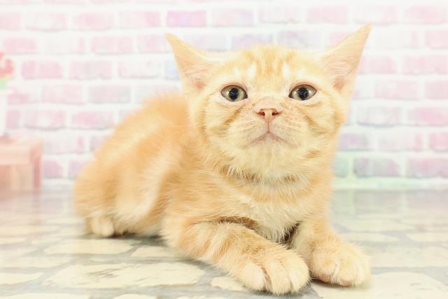 北海道のアメリカンショートヘアー (Coo&RIKU岩見沢店/2025年11月19日生まれ/男の子/レッドクラシックタビー)の子猫の3枚目の画像