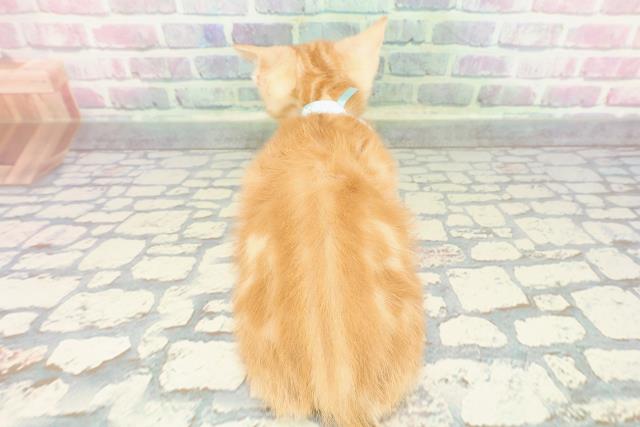 北海道のアメリカンショートヘアー (Coo&RIKU岩見沢店/2025年11月19日生まれ/男の子/レッドクラシックタビー)の子猫の4枚目の画像