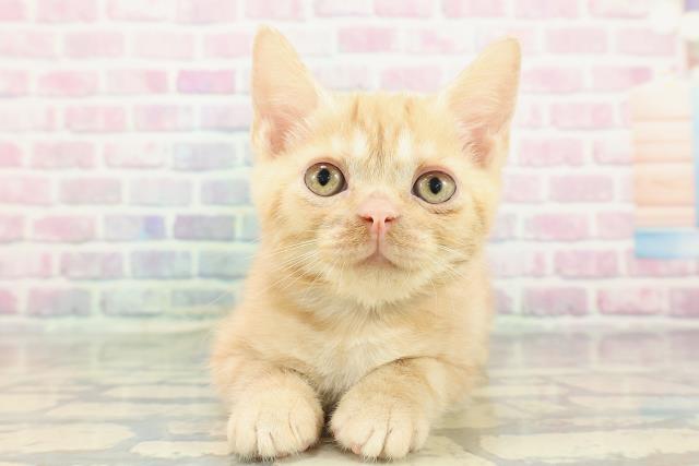 アメリカンショートヘアー