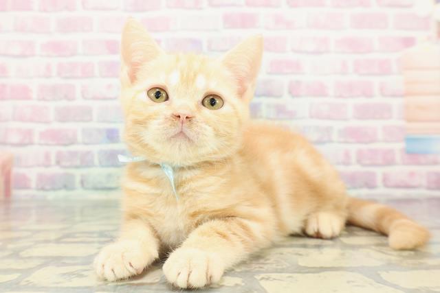 宮城県のアメリカンショートヘアー (Coo&RIKU仙台太白店/2025年11月19日生まれ/男の子/クリームタビー)の子猫の2枚目の画像