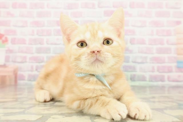 宮城県のアメリカンショートヘアー (Coo&RIKU仙台太白店/2025年11月19日生まれ/男の子/クリームタビー)の子猫の3枚目の画像