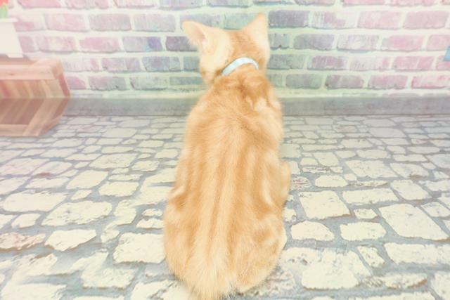 宮城県のアメリカンショートヘアー (Coo&RIKU仙台太白店/2025年11月19日生まれ/男の子/クリームタビー)の子猫の4枚目の画像