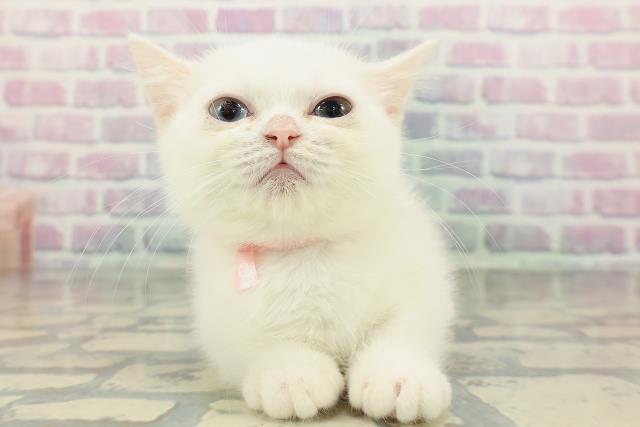 神奈川県のミヌエット (Coo&RIKU長津田店/2025年11月13日生まれ/女の子/ホワイト)の子猫の1枚目の画像