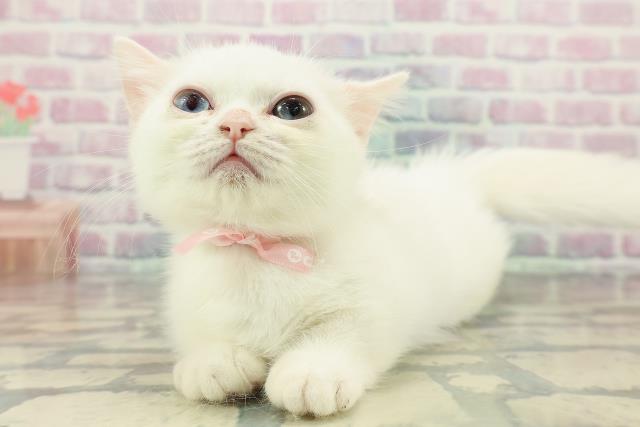 神奈川県のミヌエット (Coo&RIKU長津田店/2025年11月13日生まれ/女の子/ホワイト)の子猫の2枚目の画像