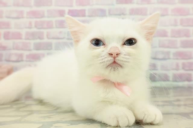 神奈川県のミヌエット (Coo&RIKU長津田店/2025年11月13日生まれ/女の子/ホワイト)の子猫の3枚目の画像