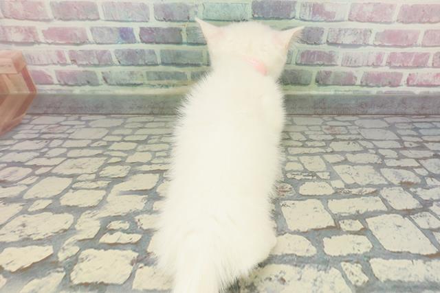 神奈川県のミヌエット (Coo&RIKU長津田店/2025年11月13日生まれ/女の子/ホワイト)の子猫の4枚目の画像