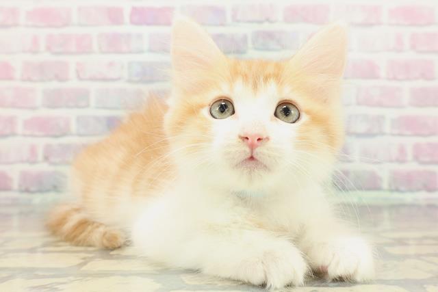 長野県のメインクーン (Coo&RIKU綿半上田店/2025年12月13日生まれ/男の子/レッドタビーホワイト)の子猫の3枚目の画像