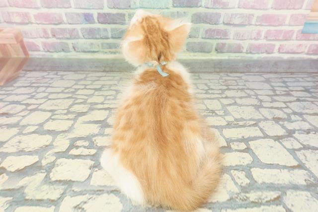 長野県のメインクーン (Coo&RIKU綿半上田店/2025年12月13日生まれ/男の子/レッドタビーホワイト)の子猫の4枚目の画像