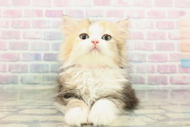 神奈川県のミヌエット (Coo&RIKU相模原店/2025年12月3日生まれ/女の子/ブラウンパッチドタビーホワイト)の子猫の1枚目の画像