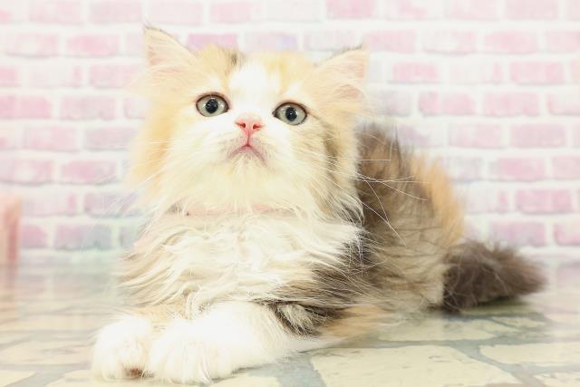 神奈川県のミヌエット (Coo&RIKU相模原店/2025年12月3日生まれ/女の子/ブラウンパッチドタビーホワイト)の子猫の2枚目の画像