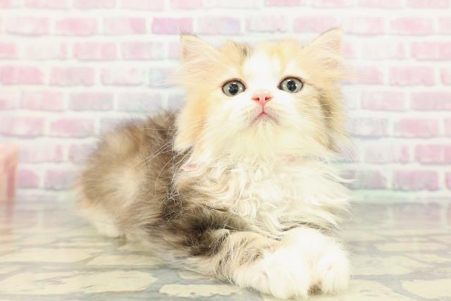 神奈川県のミヌエット (Coo&RIKU相模原店/2025年12月3日生まれ/女の子/ブラウンパッチドタビーホワイト)の子猫の3枚目の画像