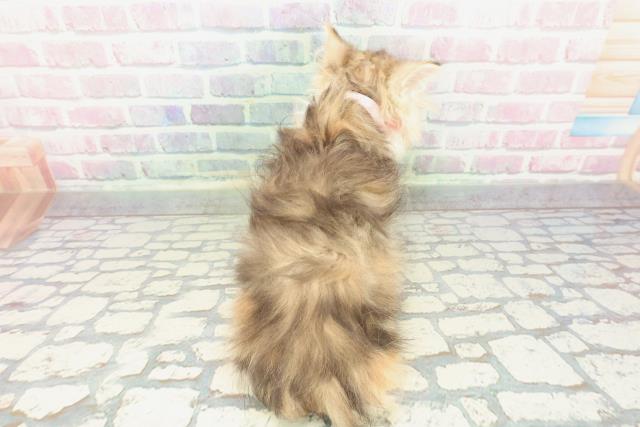 神奈川県のミヌエット (Coo&RIKU相模原店/2025年12月3日生まれ/女の子/ブラウンパッチドタビーホワイト)の子猫の4枚目の画像