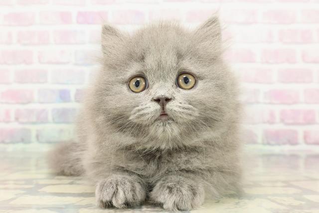 東京都のブリティッシュロングヘアー (Coo&RIKU中野サンモール店/2025年12月18日生まれ/女の子/ブルー)の子猫の1枚目の画像