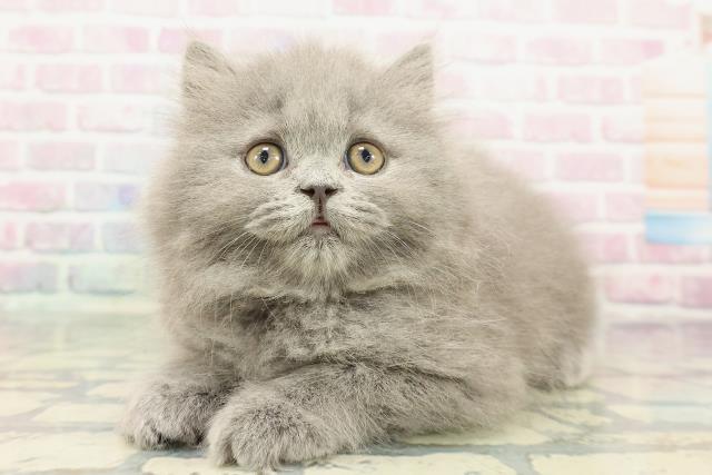 東京都のブリティッシュロングヘアー (Coo&RIKU中野サンモール店/2025年12月18日生まれ/女の子/ブルー)の子猫の2枚目の画像