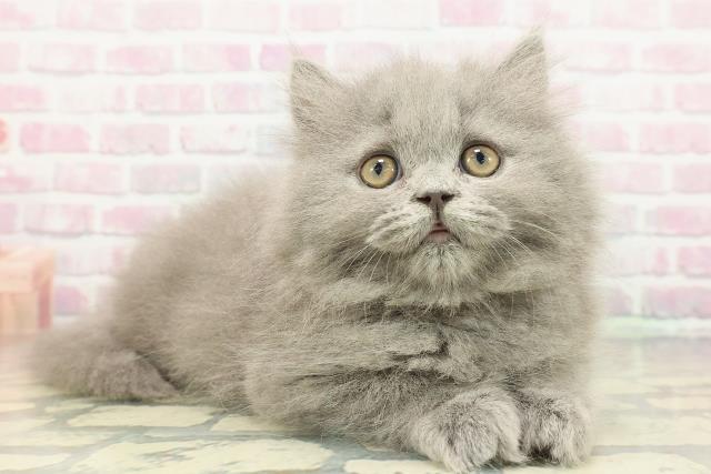 東京都のブリティッシュロングヘアー (Coo&RIKU中野サンモール店/2025年12月18日生まれ/女の子/ブルー)の子猫の3枚目の画像