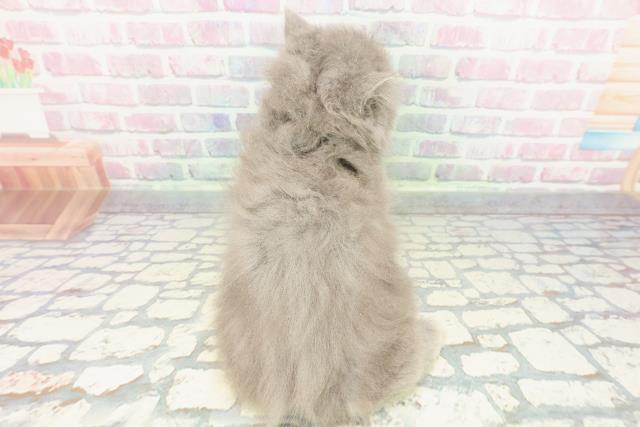 東京都のブリティッシュロングヘアー (Coo&RIKU中野サンモール店/2025年12月18日生まれ/女の子/ブルー)の子猫の4枚目の画像