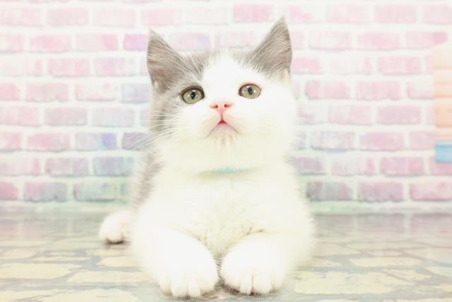 東京都のブリティッシュショートヘアー (Coo&RIKUフレスポ住吉店/2025年12月18日生まれ/男の子/ブルーホワイト)の子猫の1枚目の画像