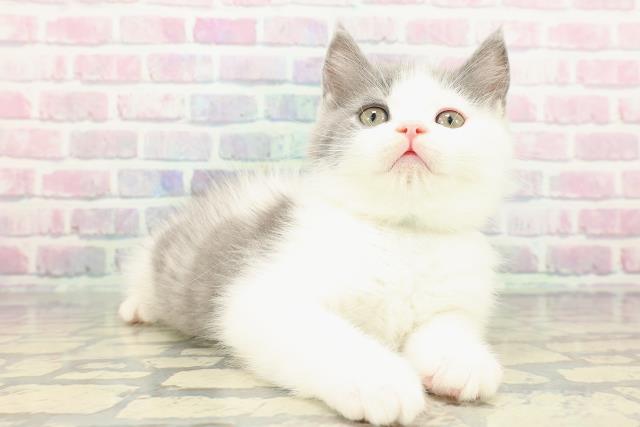 東京都のブリティッシュショートヘアー (Coo&RIKUフレスポ住吉店/2025年12月18日生まれ/男の子/ブルーホワイト)の子猫の3枚目の画像