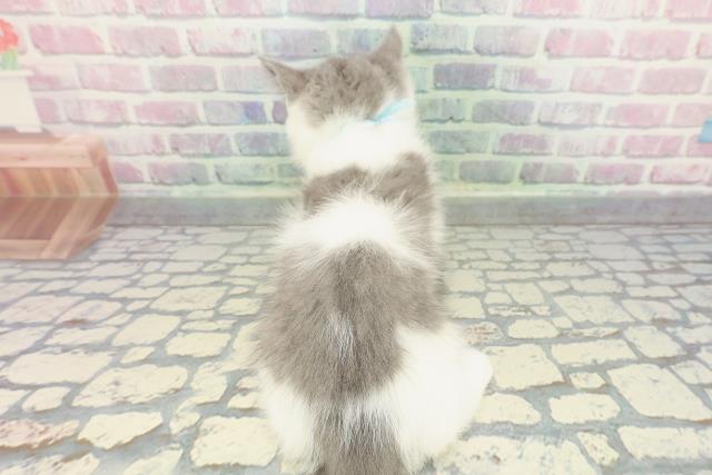 東京都のブリティッシュショートヘアー (Coo&RIKUフレスポ住吉店/2025年12月18日生まれ/男の子/ブルーホワイト)の子猫の4枚目の画像