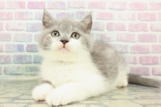 東京都のブリティッシュショートヘアー (Coo&RIKU新宿三丁目店/2025年12月18日生まれ/男の子/ブルーホワイト)の子猫の2枚目の画像