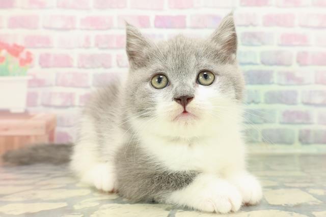 東京都のブリティッシュショートヘアー (Coo&RIKU新宿三丁目店/2025年12月18日生まれ/男の子/ブルーホワイト)の子猫の3枚目の画像