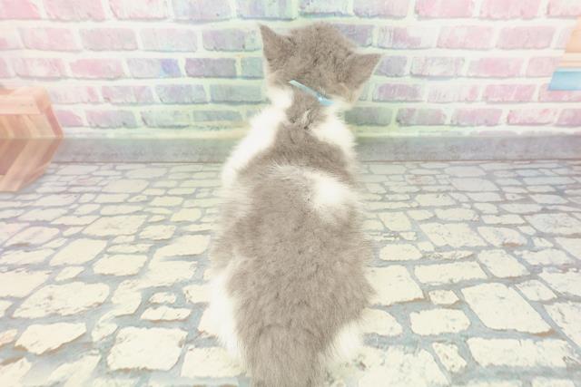 東京都のブリティッシュショートヘアー (Coo&RIKU新宿三丁目店/2025年12月18日生まれ/男の子/ブルーホワイト)の子猫の4枚目の画像