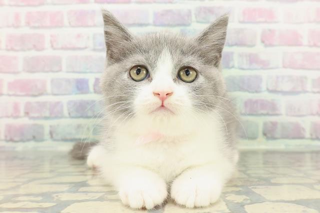 東京都のブリティッシュショートヘアー (Coo&RIKU新小岩店/2025年12月18日生まれ/女の子/ブルーホワイト)の子猫の1枚目の画像