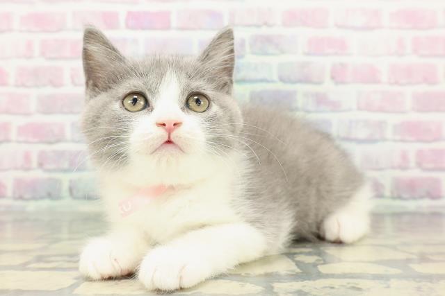 東京都のブリティッシュショートヘアー (Coo&RIKU新小岩店/2025年12月18日生まれ/女の子/ブルーホワイト)の子猫の2枚目の画像