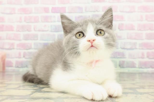 東京都のブリティッシュショートヘアー (Coo&RIKU新小岩店/2025年12月18日生まれ/女の子/ブルーホワイト)の子猫の3枚目の画像