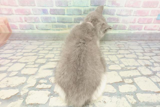 東京都のブリティッシュショートヘアー (Coo&RIKU新小岩店/2025年12月18日生まれ/女の子/ブルーホワイト)の子猫の4枚目の画像