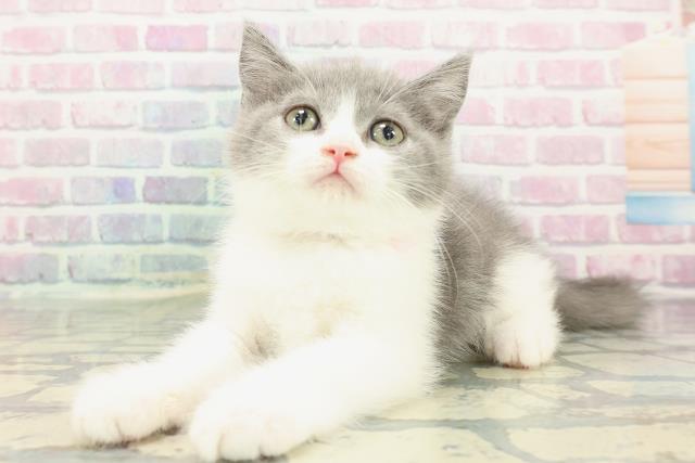 東京都のブリティッシュショートヘアー (Coo&RIKU秋葉原店/2025年12月18日生まれ/女の子/ブルーホワイト)の子猫の2枚目の画像