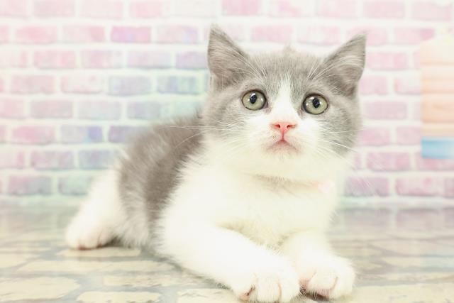 東京都のブリティッシュショートヘアー (Coo&RIKU秋葉原店/2025年12月18日生まれ/女の子/ブルーホワイト)の子猫の3枚目の画像