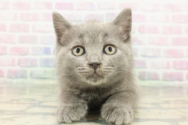 東京都のブリティッシュショートヘアー (Coo&RIKU浅草店/2025年12月20日生まれ/男の子/ブルー)の子猫の1枚目の画像
