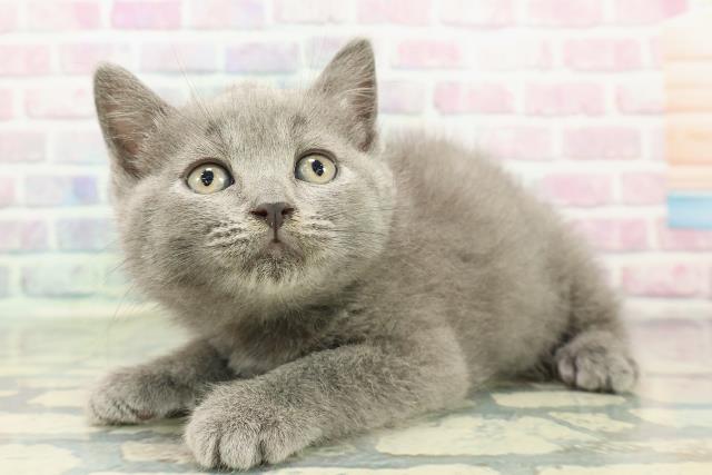 東京都のブリティッシュショートヘアー (Coo&RIKU浅草店/2025年12月20日生まれ/男の子/ブルー)の子猫の2枚目の画像