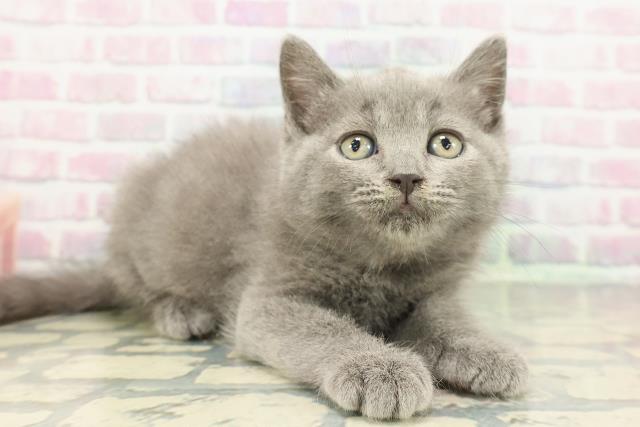 東京都のブリティッシュショートヘアー (Coo&RIKU浅草店/2025年12月20日生まれ/男の子/ブルー)の子猫の3枚目の画像