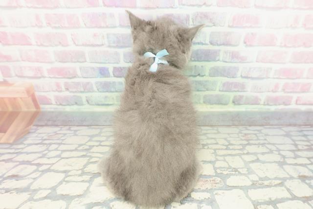 東京都のブリティッシュショートヘアー (Coo&RIKU浅草店/2025年12月20日生まれ/男の子/ブルー)の子猫の4枚目の画像