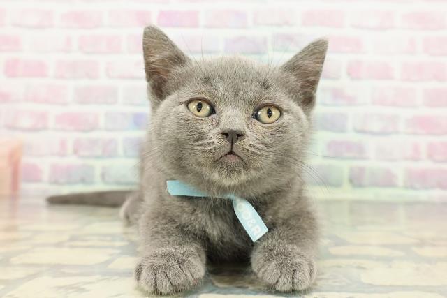 東京都のブリティッシュショートヘアー (Coo&RIKU下北沢店/2025年12月20日生まれ/男の子/ブルー)の子猫の1枚目の画像