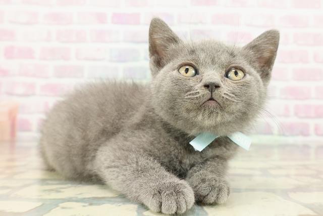 東京都のブリティッシュショートヘアー (Coo&RIKU下北沢店/2025年12月20日生まれ/男の子/ブルー)の子猫の3枚目の画像