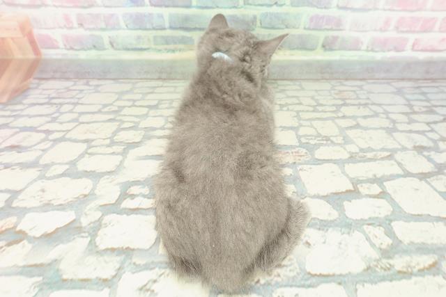 東京都のブリティッシュショートヘアー (Coo&RIKU下北沢店/2025年12月20日生まれ/男の子/ブルー)の子猫の4枚目の画像
