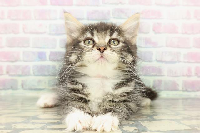 埼玉県のメインクーン (Coo&RIKUアニマルケアセンター大宮/2025年12月19日生まれ/女の子/ブラウンタビーホワイト)の子猫の1枚目の画像