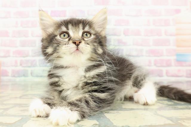 埼玉県のメインクーン (Coo&RIKUアニマルケアセンター大宮/2025年12月19日生まれ/女の子/ブラウンタビーホワイト)の子猫の2枚目の画像