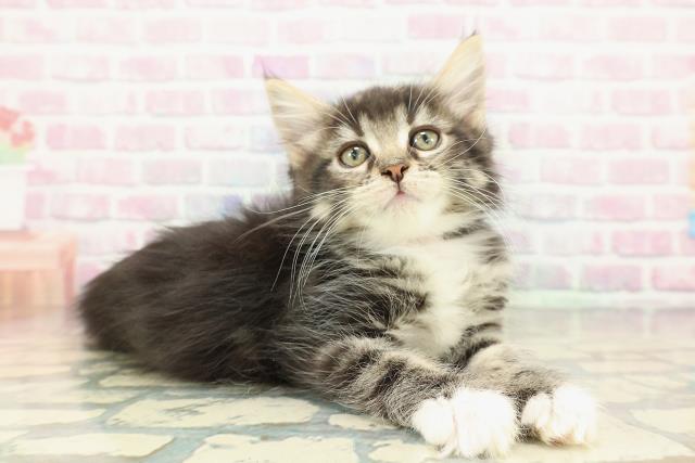 埼玉県のメインクーン (Coo&RIKUアニマルケアセンター大宮/2025年12月19日生まれ/女の子/ブラウンタビーホワイト)の子猫の3枚目の画像