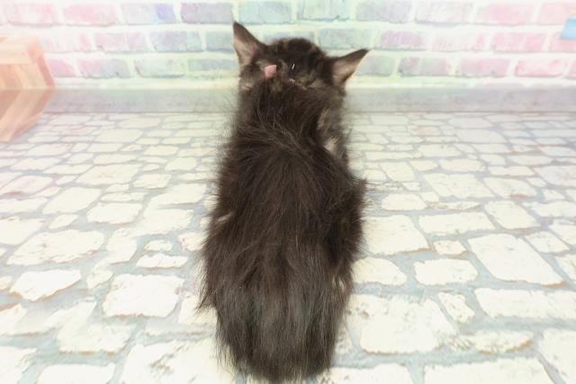 埼玉県のメインクーン (Coo&RIKUアニマルケアセンター大宮/2025年12月19日生まれ/女の子/ブラウンタビーホワイト)の子猫の4枚目の画像