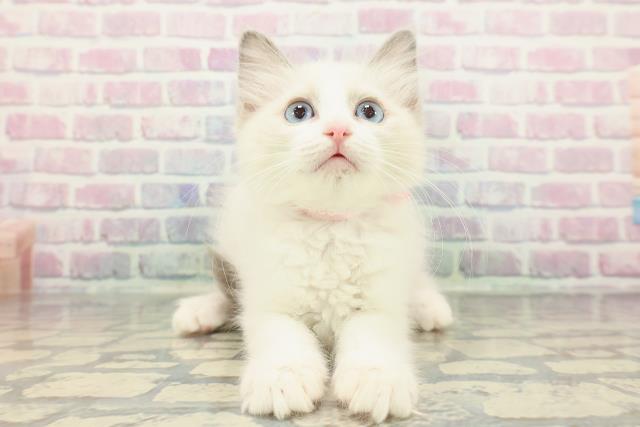 新潟県のラグドール (Coo&RIKU長岡店/2025年11月28日生まれ/女の子/ブルーポイントバイカラー)の子猫の1枚目の画像