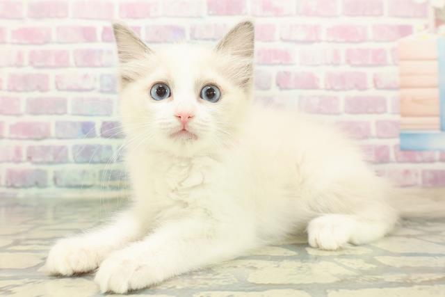 新潟県のラグドール (Coo&RIKU長岡店/2025年11月28日生まれ/女の子/ブルーポイントバイカラー)の子猫の2枚目の画像