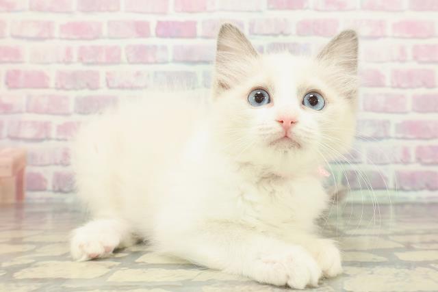 新潟県のラグドール (Coo&RIKU長岡店/2025年11月28日生まれ/女の子/ブルーポイントバイカラー)の子猫の3枚目の画像