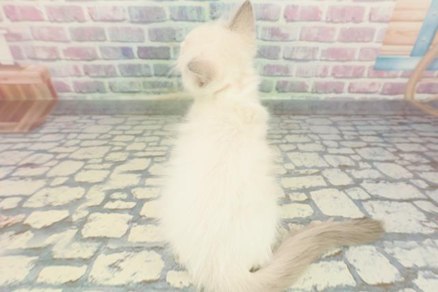 新潟県のラグドール (Coo&RIKU長岡店/2025年11月28日生まれ/女の子/ブルーポイントバイカラー)の子猫の4枚目の画像